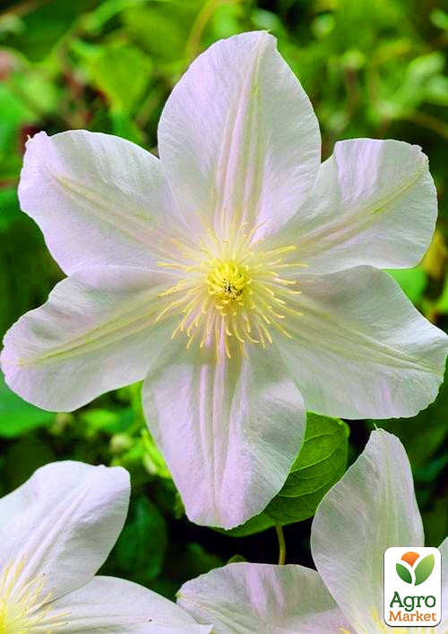 

Клематис Marie Boisselot