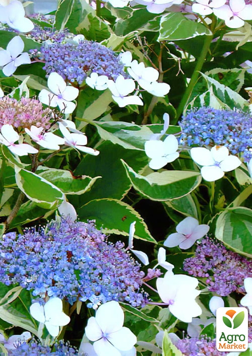 

Гортензия крупнолистная вариегатная Мариесии Вариегата вазон Р9