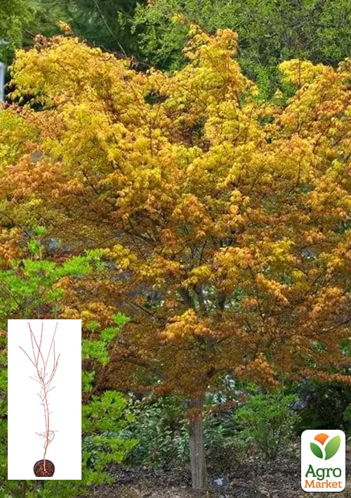 

Клен 4-х річний японський пальмолистий Катсура (Acer palmatum Katsura) С10, висота 150-180см