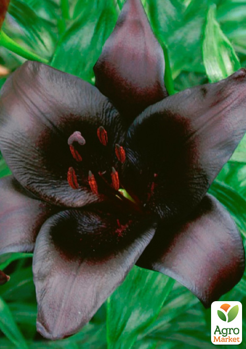 

Лилия Nightrider