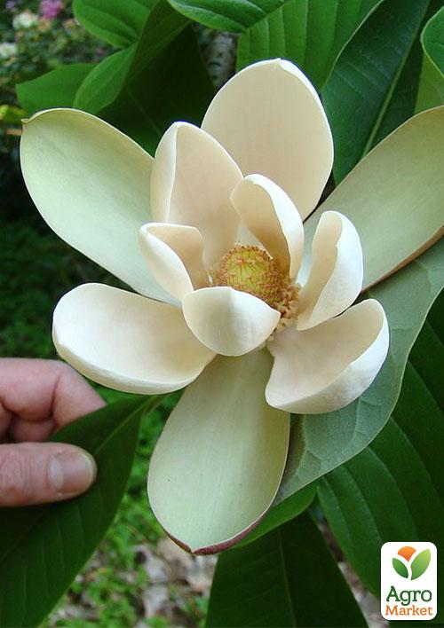

Магнолия Лекарственная Magnolia Officinalis