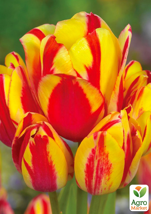 

Тюльпан Sunshine Club (многоцветковый)