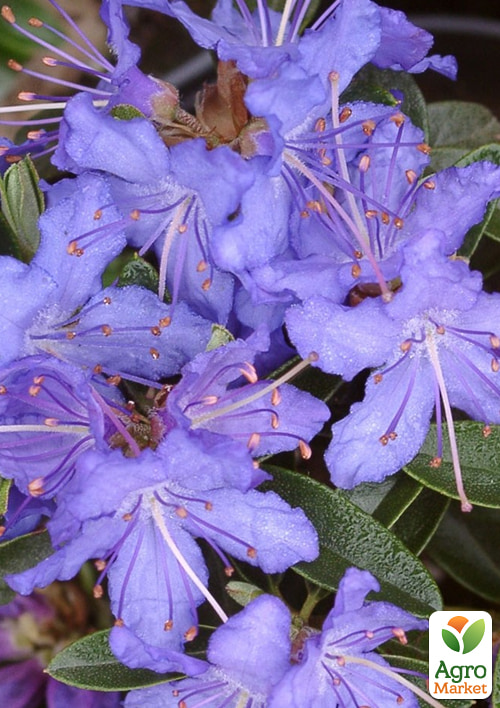 

Рододендрон вечнозеленый Nignt Sky вазон Р9