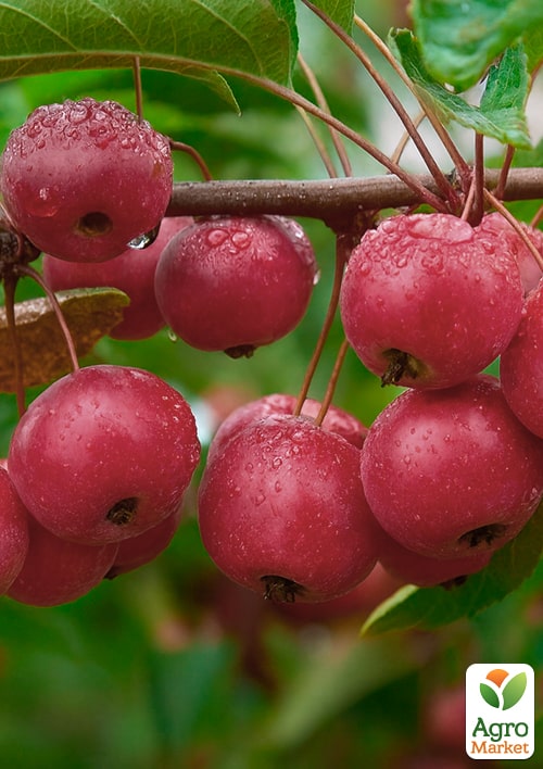 

Яблоня Ранетка (райское яблочко)