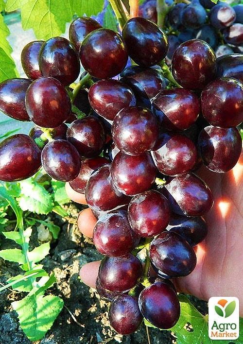 

Виноград Подарок Несветая (сверхранний срок созревания, морозостойкость высокая до -25⁰С)