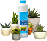 Удобрения для суккулентов Удобрения для суккулентов