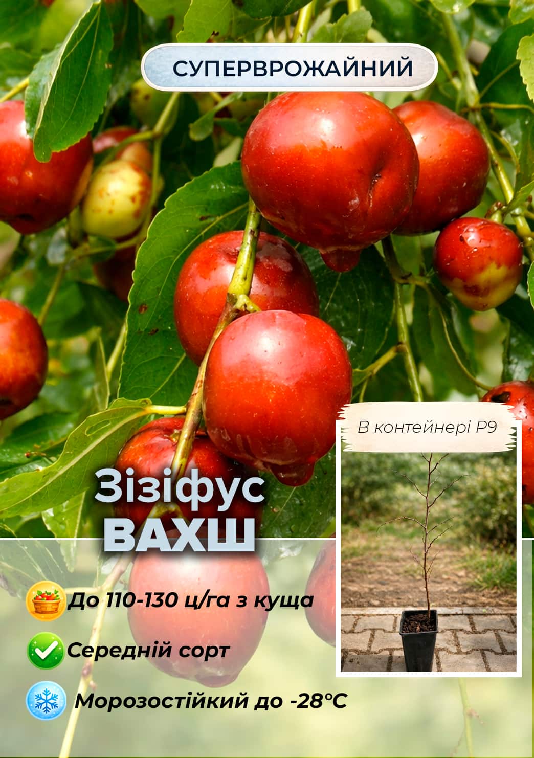 

Эксклюзив! Зизифус (унаби) Vakhsh (Вахш) (средний срок созревания, высокоурожайный сорт) вазон Р9, высота 10-15см