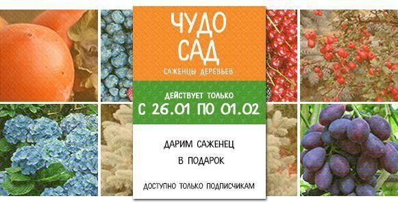 Чудо сад: Дарим саженец в подарок! Чудо сад: Дарим саженец в подарок!