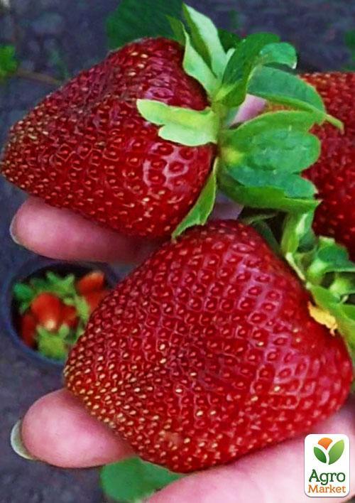 

Клубника Маршал (Marshal) 5шт (средний срок созревания, сорт стойкий к многим болезням)