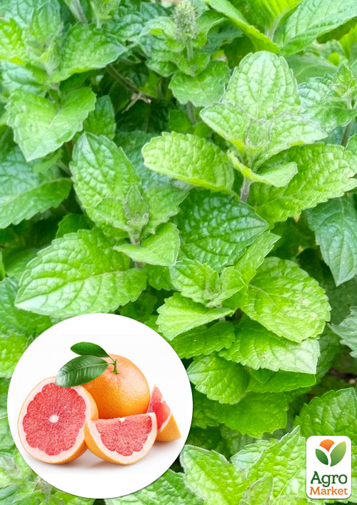 

Мята Грейпфрутовая Mentha piperita Grapefruit Mint