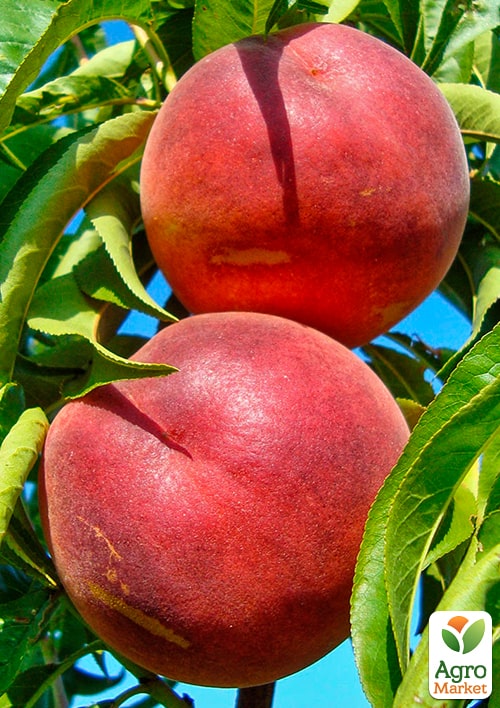 

Персик Даймонд принцес (великоплідний, середньопізній термін дозрівання)