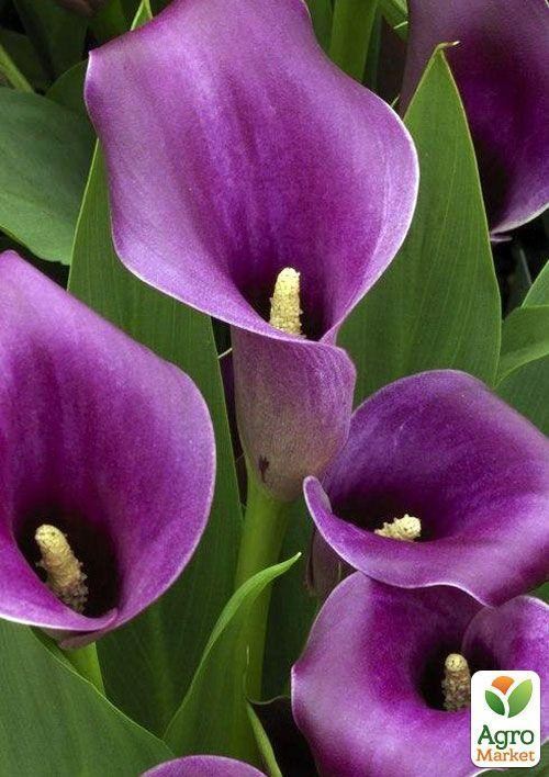 

Калла Purple Sensation 1шт в упаковке
