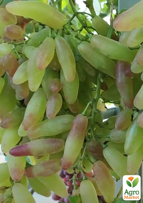 

Виноград Азия Розовая (ранний, очень крупный, сладкий виноград)