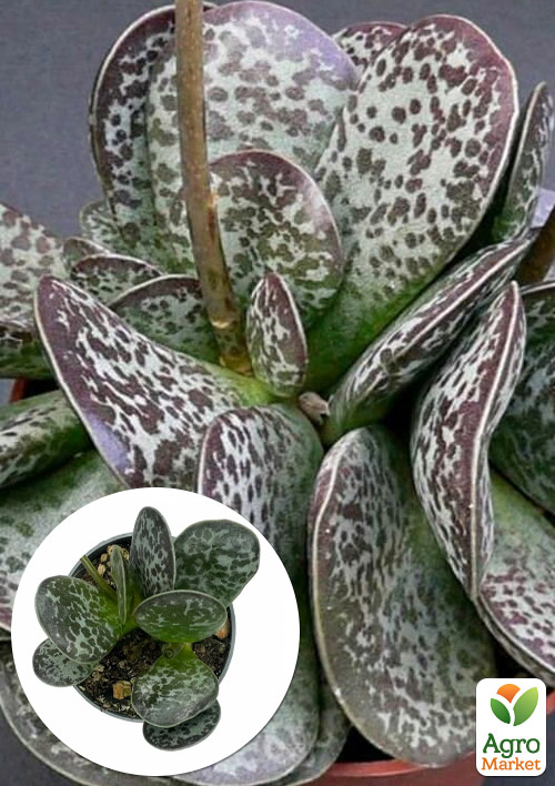 

Адромискус Пятнистый (adromischus maculatus)