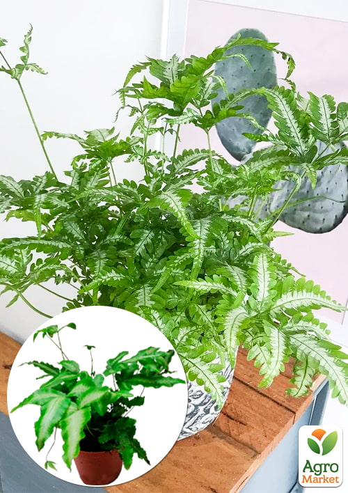 

Птерис Критский Albolineata