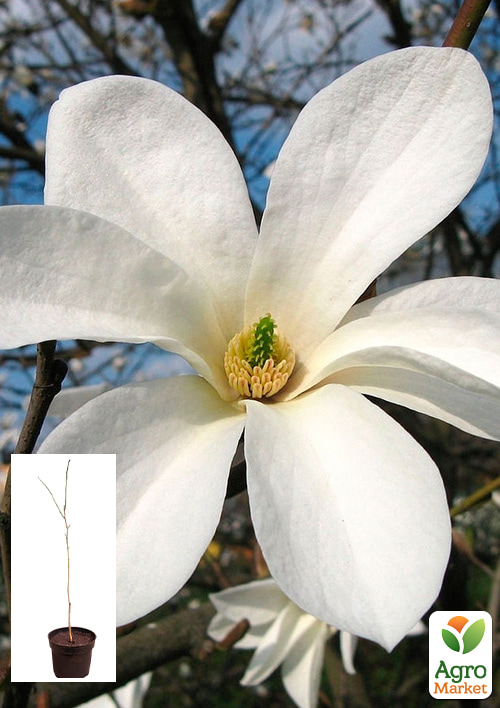 

Магнолия 2-х летняя суланжа Cobus (высота 40-50см)