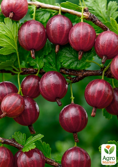 

Аґрус Карамелька (пізній термін дозрівання, один з найсмачніших сортів)