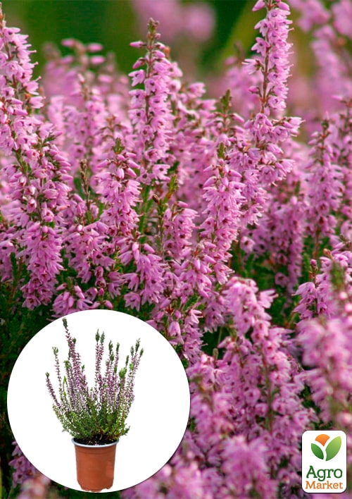 

Вереск вечнозеленый Sissi