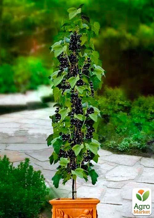 

Смородина на штамбі Тітанія (Titania) (середній термін дозрівання, один з найбільш стійких сортів до захворювань)