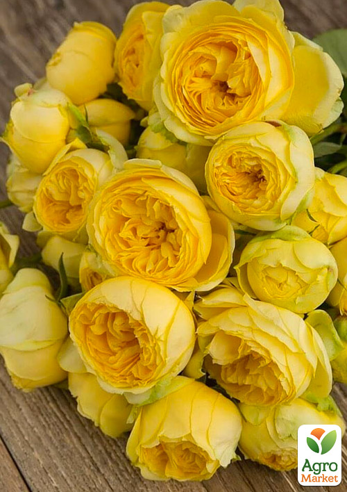 

Роза пионовидная Catalina (саженец класса АА+) высший сорт