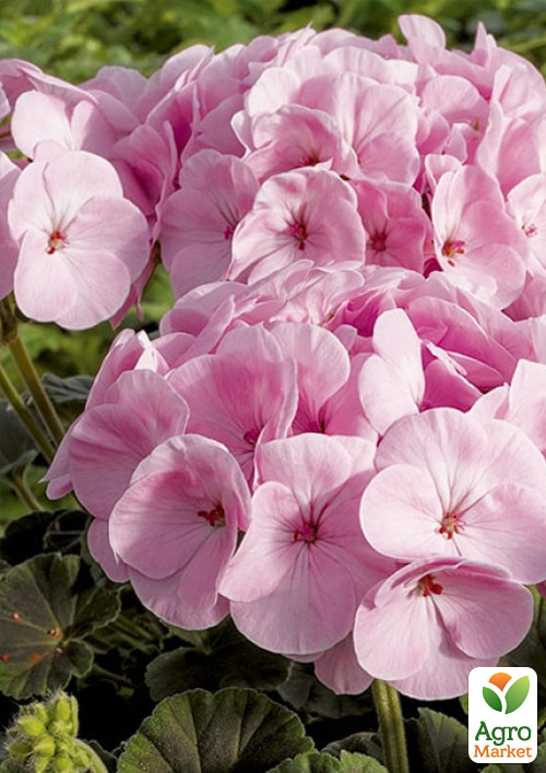 

Пеларгонія садова Буллз Ай F1 пинк ТМ Vesna Select 5шт