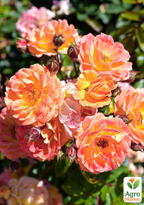 

Роза почвопокровная Бесси (саженец класса АА+) высший сорт