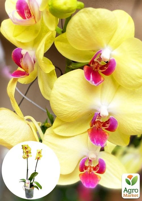 Орхидея (Phalaenopsis) "Lemon" 1 саженец в упаковке (комнатный) Нидерланды