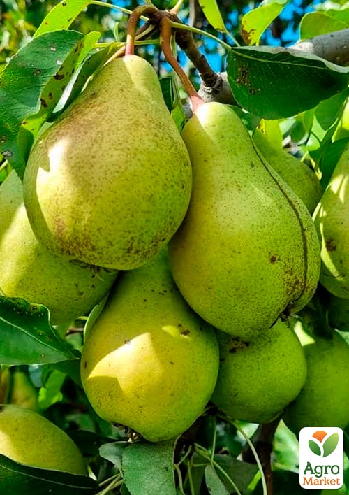 

Груша Кюре (Вільямс зимовий) (зимовий сорт, пізній термін дозрівання)