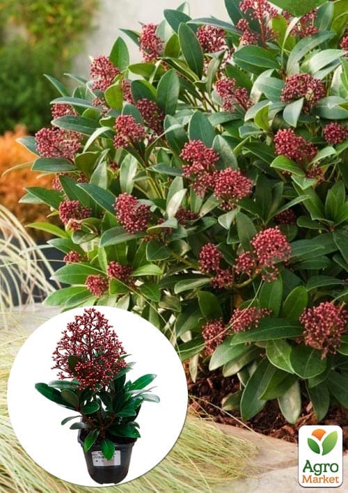 

LMTD Скіммія японська Rubella висота рослини 20-30см