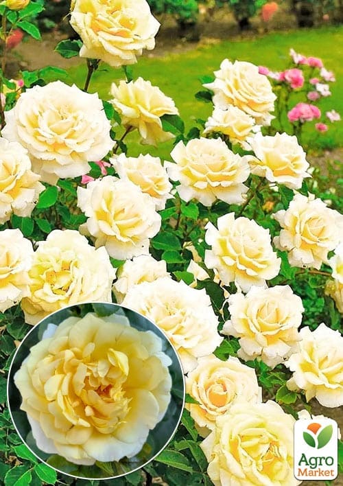 

Троянда флорибунда Sunstar (саджанець класу АА+) вищий сорт