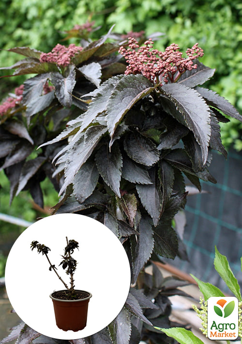 

Бузина черная Black Tower (Sambucus nigra Black Tower) вазон С2