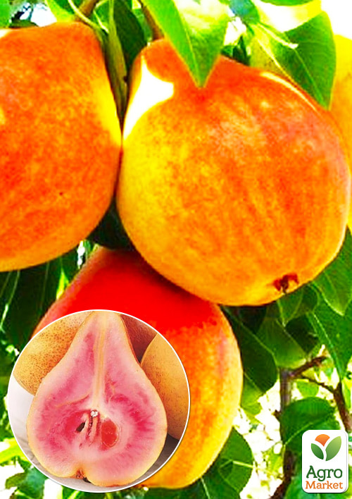 

Груша красномясая Блютберн (премиальный, ранний сорт)