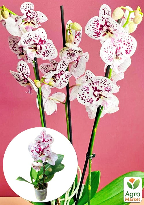 Орхидея (Phalaenopsis) "Cascad Leo" высота 35-45см 1 саженец в упаковке (комнатный) Нидерланды