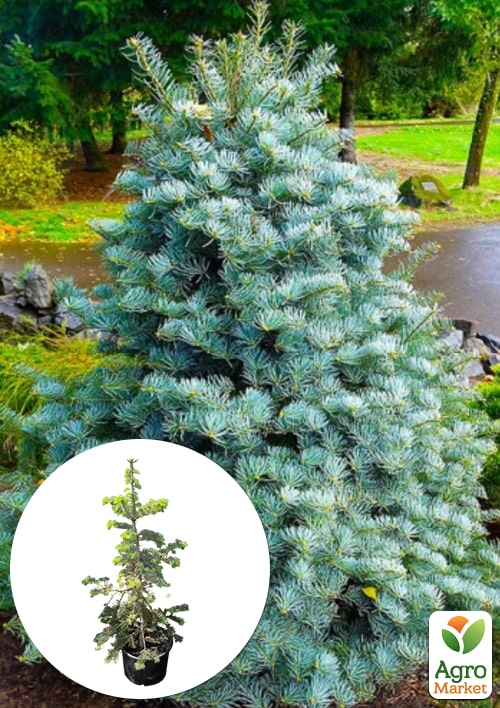 

Пихта одноцветная Violacea (ком/сетка) высота 140-150 см