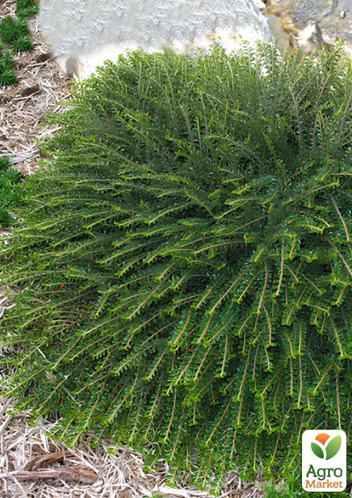 

Кизильник горизонтальний крихітний Perpusillus, С2