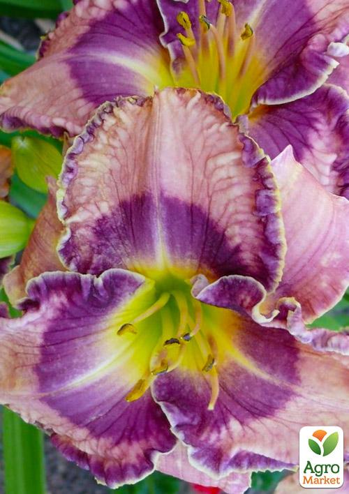 

Лилейник Martina Verhaert