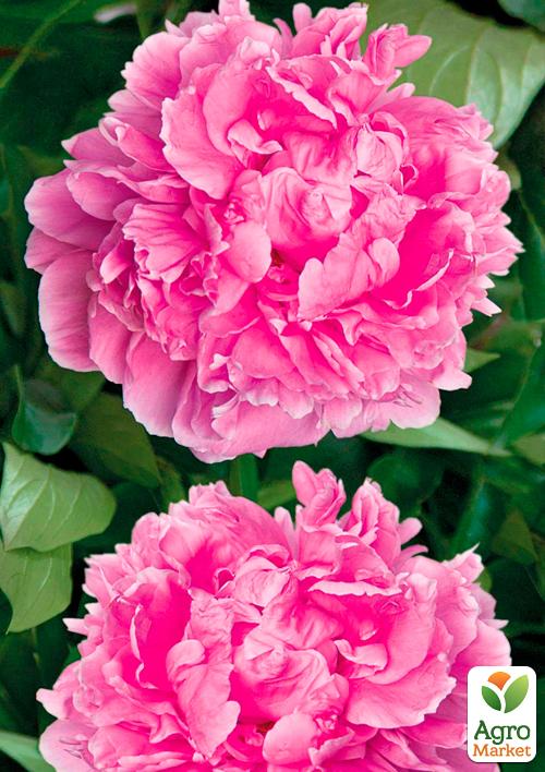 

Півонія трав'яниста Barbara 1шт в упаковці