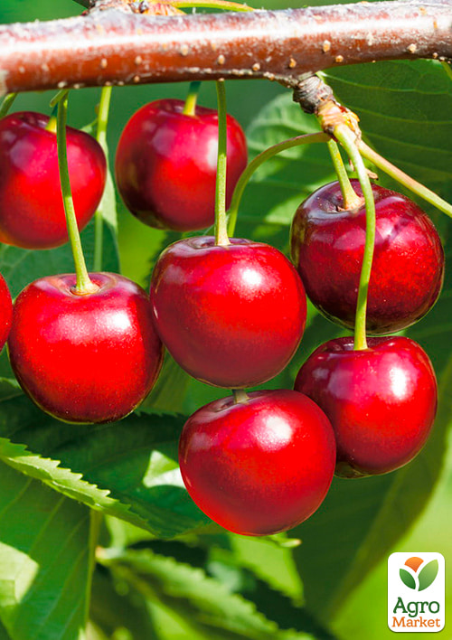 

Черешня Вінка (літній сорт, середній термін дозрівання)