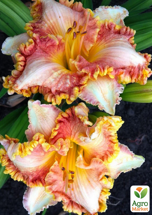 

Лілійник Tiffany Necklace