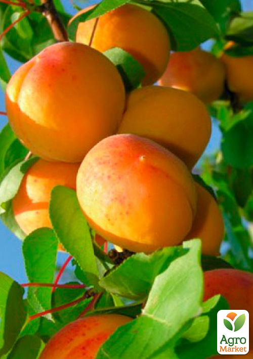 

Абрикос Вондер Кот (літній сорт, ранній термін дозрівання)