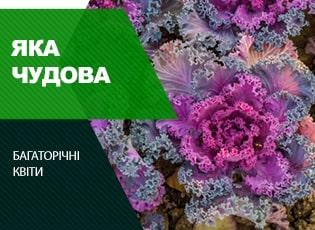 Види декоративної капусти