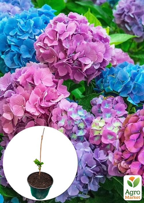 

Гортензія крупнолиста 2-х річна Chameleon висота саджанця 20-30см