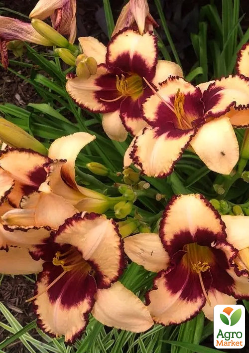 

Лилейник Border Lord