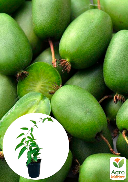 

Ексклюзив! Актинідія темно-зелена Перлина саду (Garden pearl) (преміальний сорт, раннього терміну дозрівання)