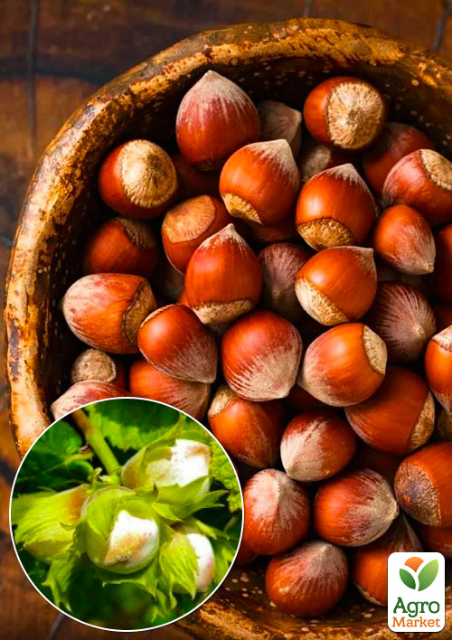 

Фундук Трапезундский (средний срок созревания, перекрёстное опыление, садить по 2 шт)