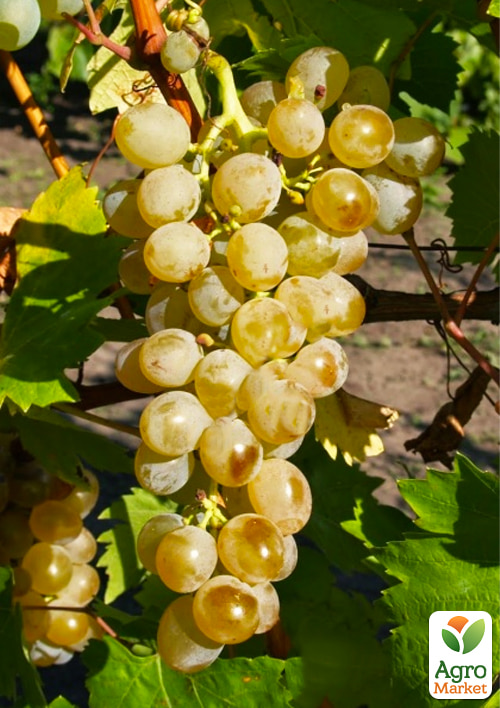 

Виноград Йосиф (ранній, винний сорт)