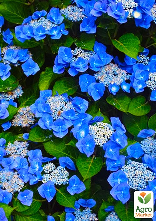 

Гортензия Blaumeise