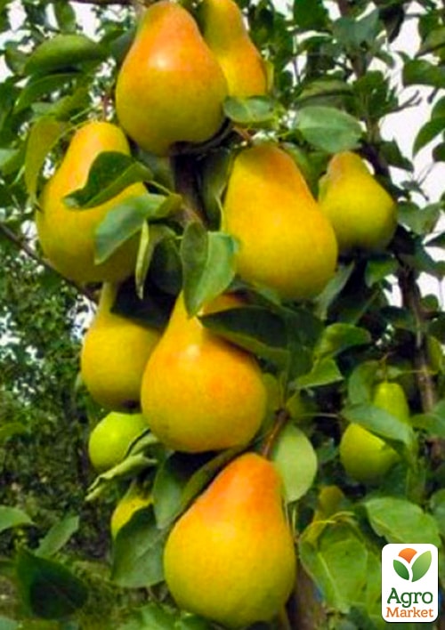 

Груша колоновидная Медовая NEW