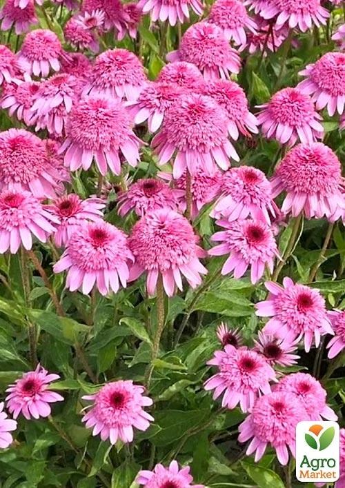 

Эхинацея "Summer Candy"