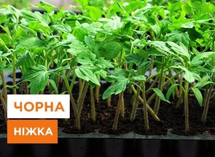 Чорна ніжка у розсади томатів